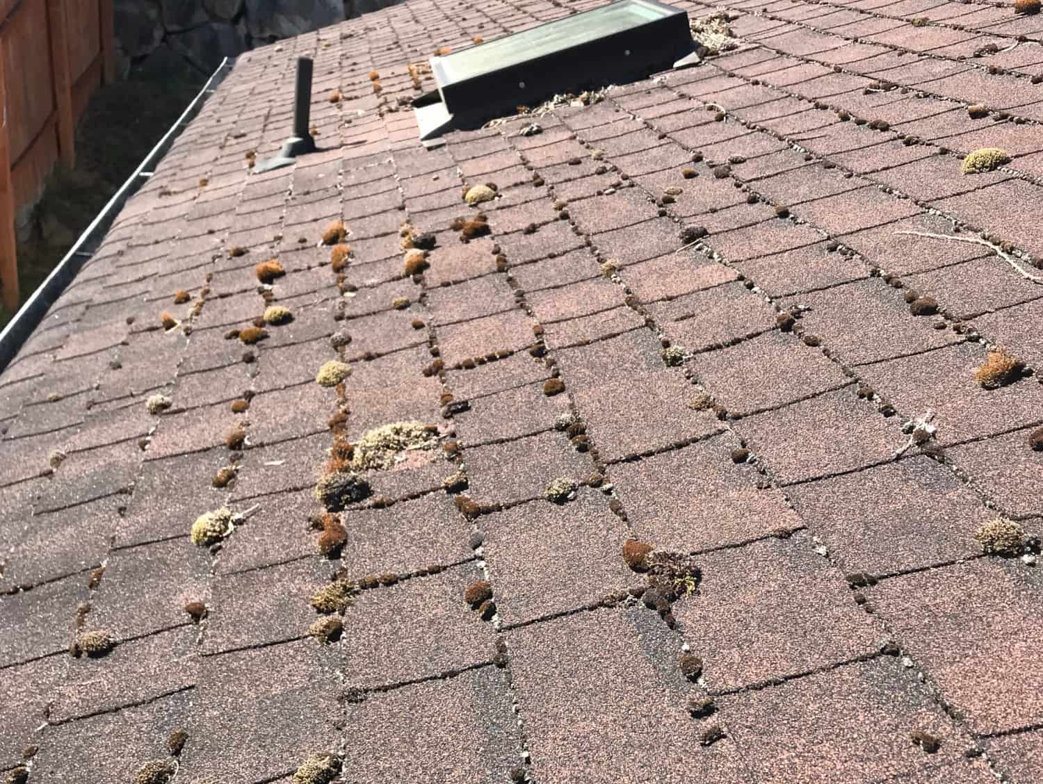 Burien Roof Cleaning and Moss Removal Before and After
