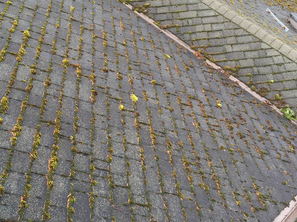 Gladstone Roof Cleaning and Moss Removal Before and After