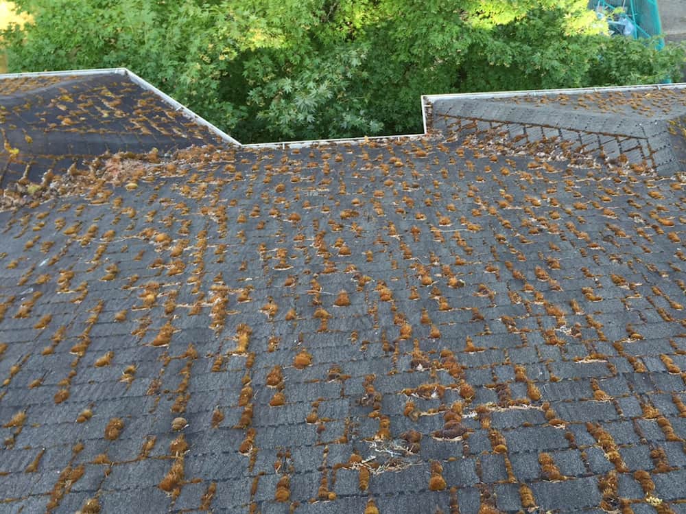 Lake Forest Park Roof Cleaning and Moss Removal Before and After