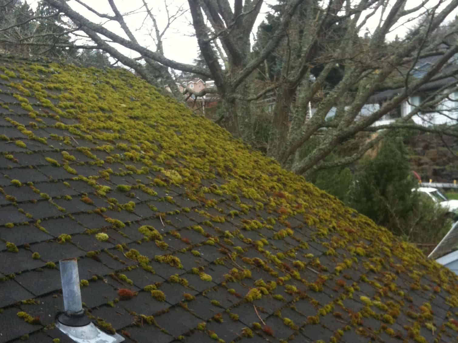 Washougal Roof Cleaning and Moss Removal Before and After