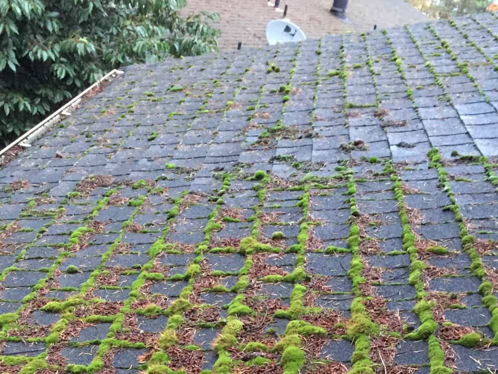Lakewood Roof Cleaning and Moss Removal Before and After