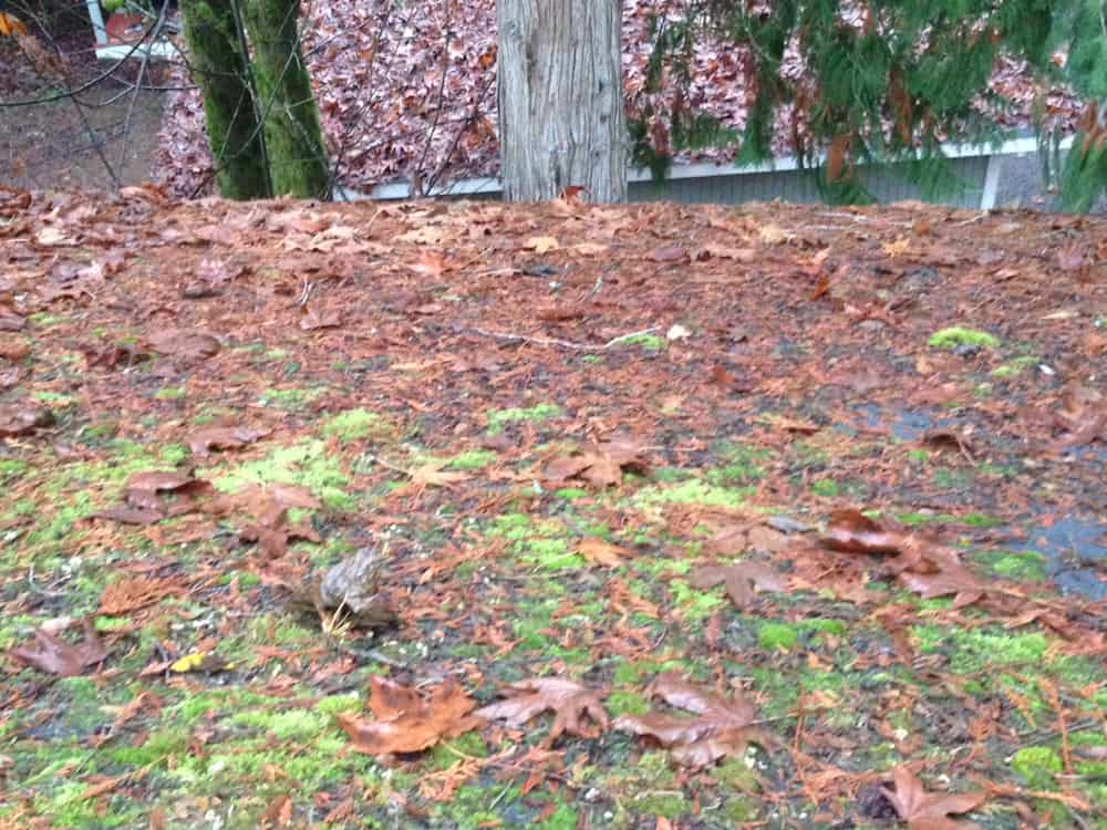 Maple Valley Roof Cleaning and Moss Removal Before and After